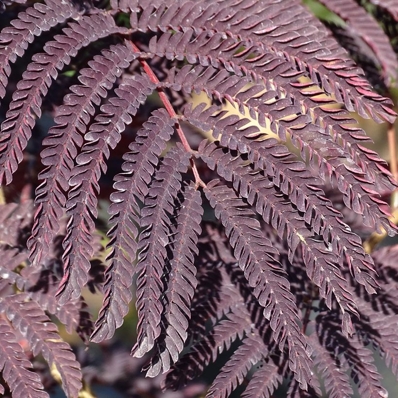 Albizia julibrissin Summer Chocolate - Arbre à soie (Foliage)