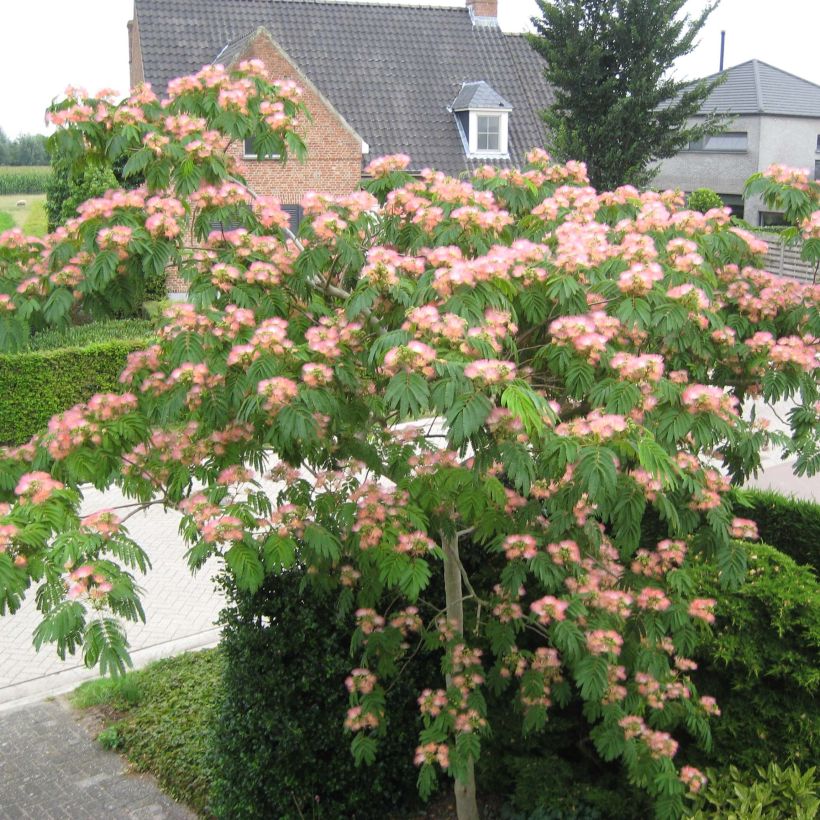 Albizzia Tropical Dream - Arbre à soie (Plant habit)