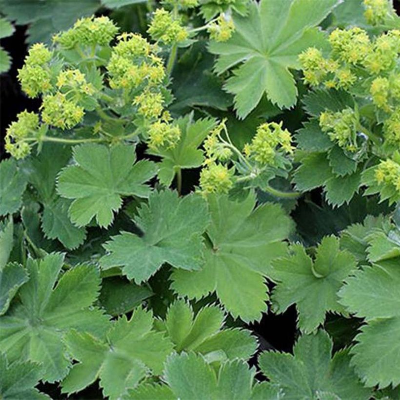 Alchemilla sericata Gold Strike - Alchemille (Foliage)