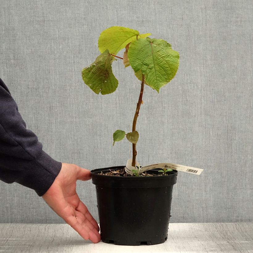 Example of Alchornea davidii Pot de 3L/4L as you get in ete