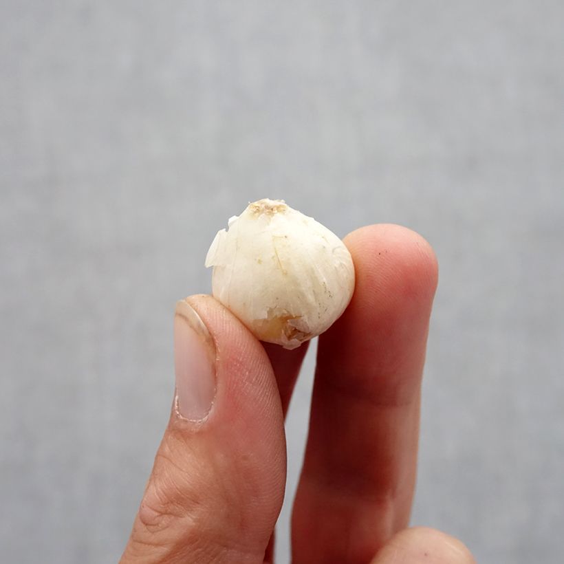 Example of Allium ampeloprasum - Poireau perpétuel Bulbe size 6+ as you get in automne