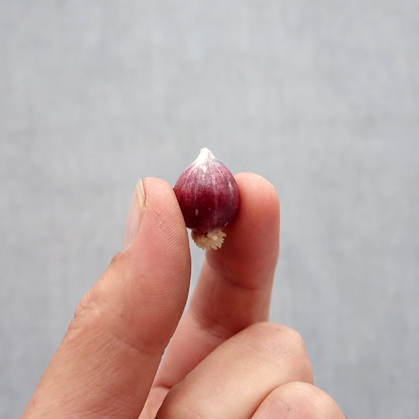 Example of Allium amplectens Graceful - Ail d'ornement Bulbe size 5+ as you get in automne