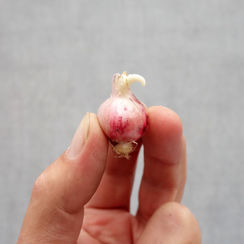Example of Allium carolinianum Rosy Dream - Ail d'ornement Bulbe size 6+ as you get in automne