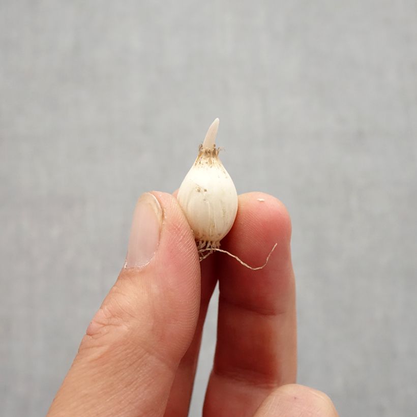 Example of Allium chloranthum Yellow Fantasy - Ail d'ornement Bulbe size 6+ as you get in automne