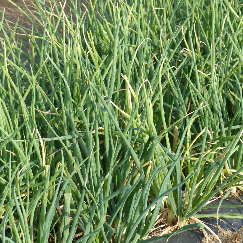 Ciboule à côte blanche - Allium fistulosum (Foliage)