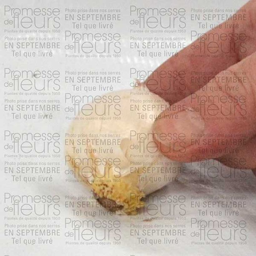Example of Allium karataviense - Ail d'ornement du Turkestan Bulbe size 10+ as you get