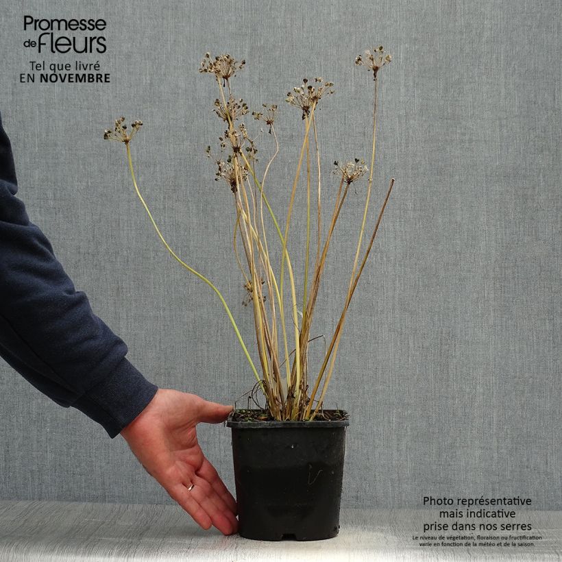 Example of Allium tuberosum Cliffs of Dover - Ail d'ornement Pot de 2L/3L as you get in automne