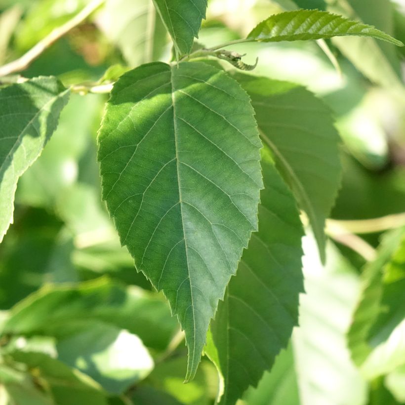 Alnus spaethii - Aulne de Spaeth (Foliage)