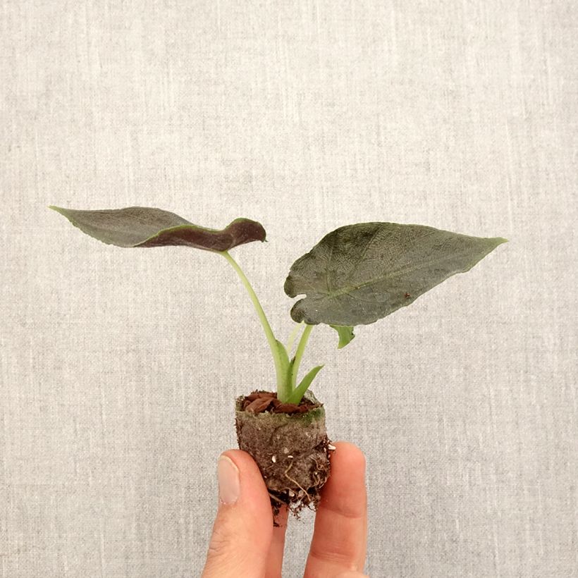 Example of Alocasia Antoro Velvet - Oreille d'éléphant Mini-plante as you get in printemps