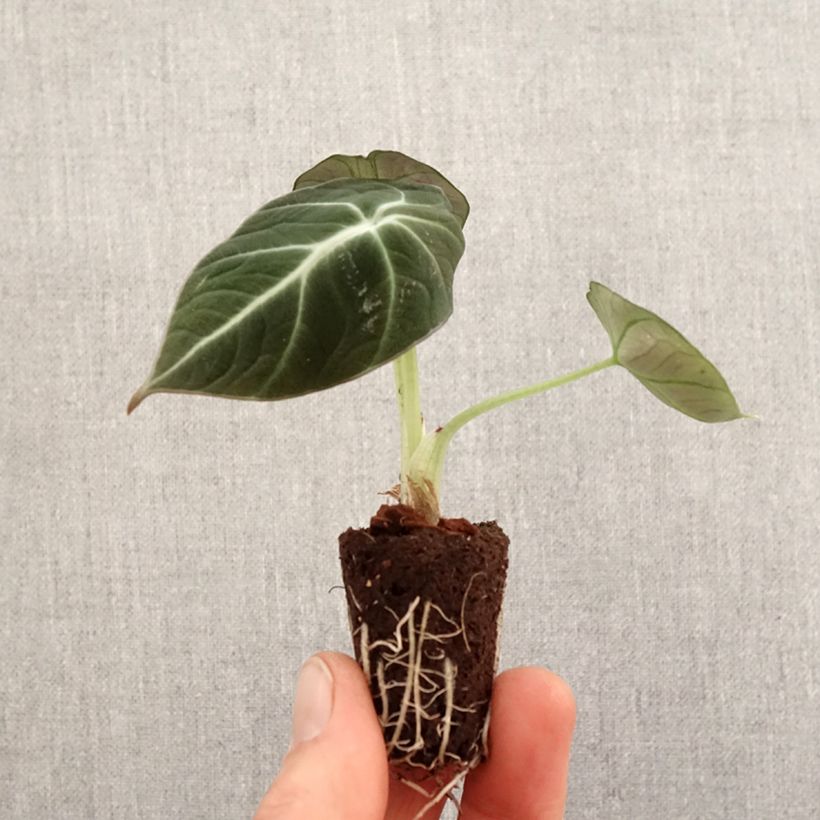 Example of Alocasia Black Velvet - Oreille d'éléphant Mini-plante as you get in printemps