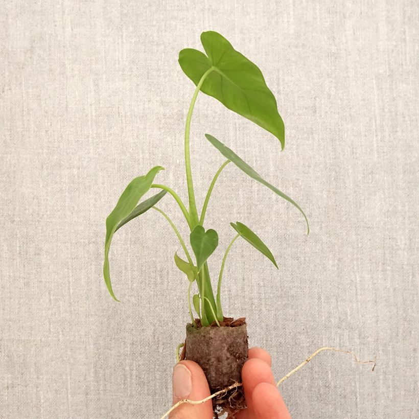 Example of Alocasia California - Oreille d'éléphant Mini-plante as you get in printemps