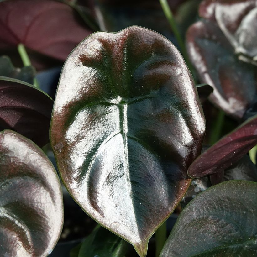 Alocasia cuprea Red - Oreille d'éléphant (Foliage)