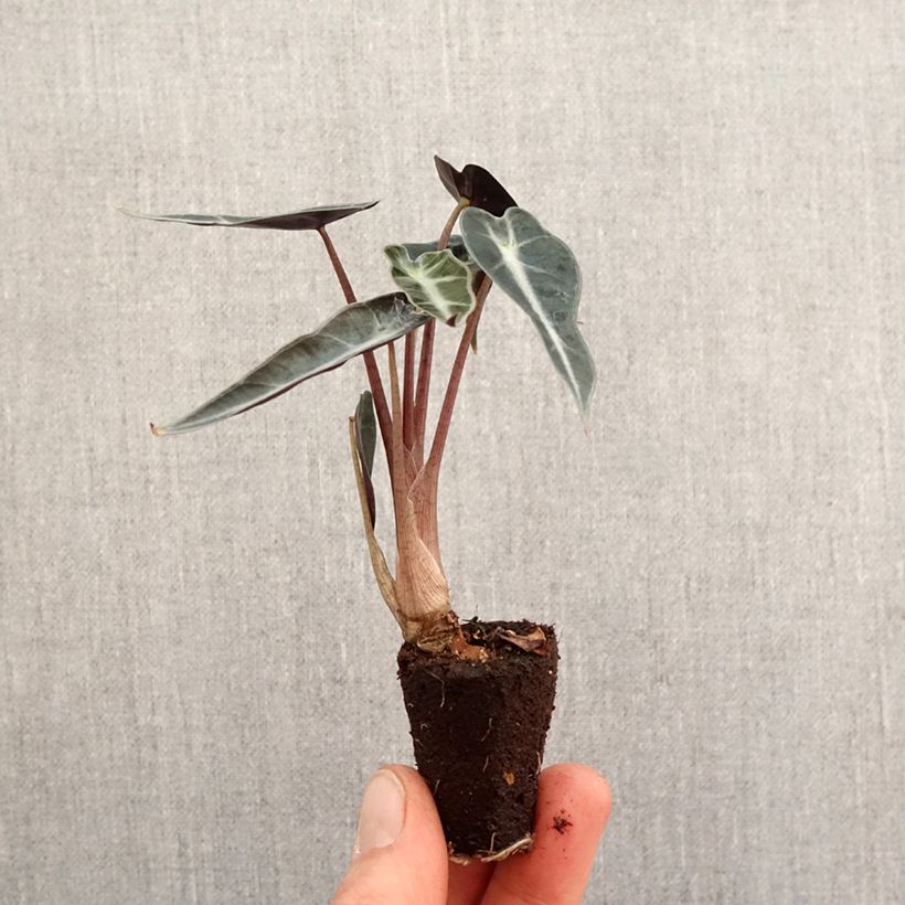 Example of Alocasia Curly Bambino - Oreille d'éléphant Mini-plante as you get in printemps