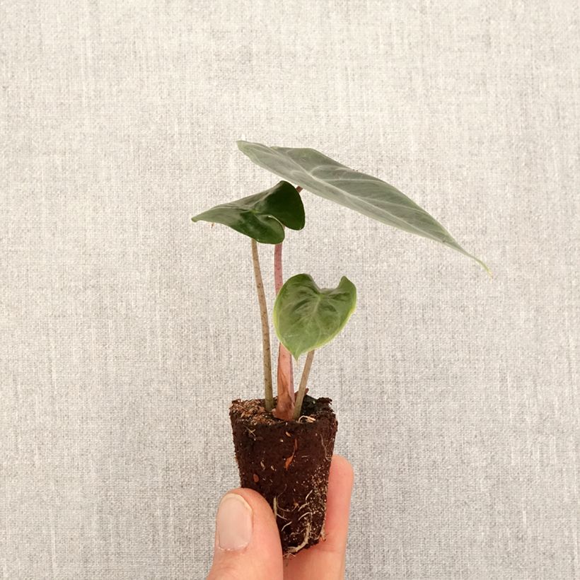 Example of Alocasia Pink Dragon - Oreille d'éléphant Mini-plante as you get in printemps