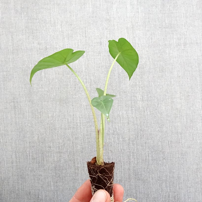 Example of Alocasia Sumo - Oreille d'éléphant Mini-plante as you get in printemps