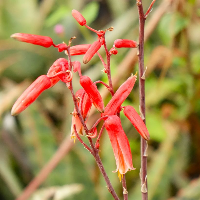 Aloe rauhii Cleopatra - Aloès Snowflake (Flowering)