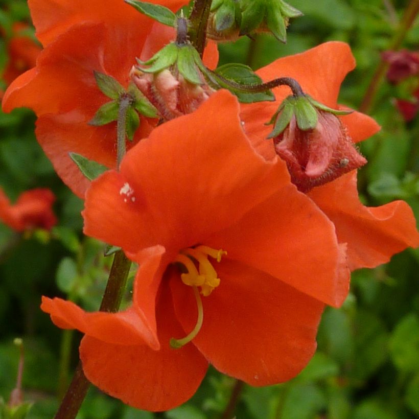 Alonsoa meridionalis orange (Flowering)
