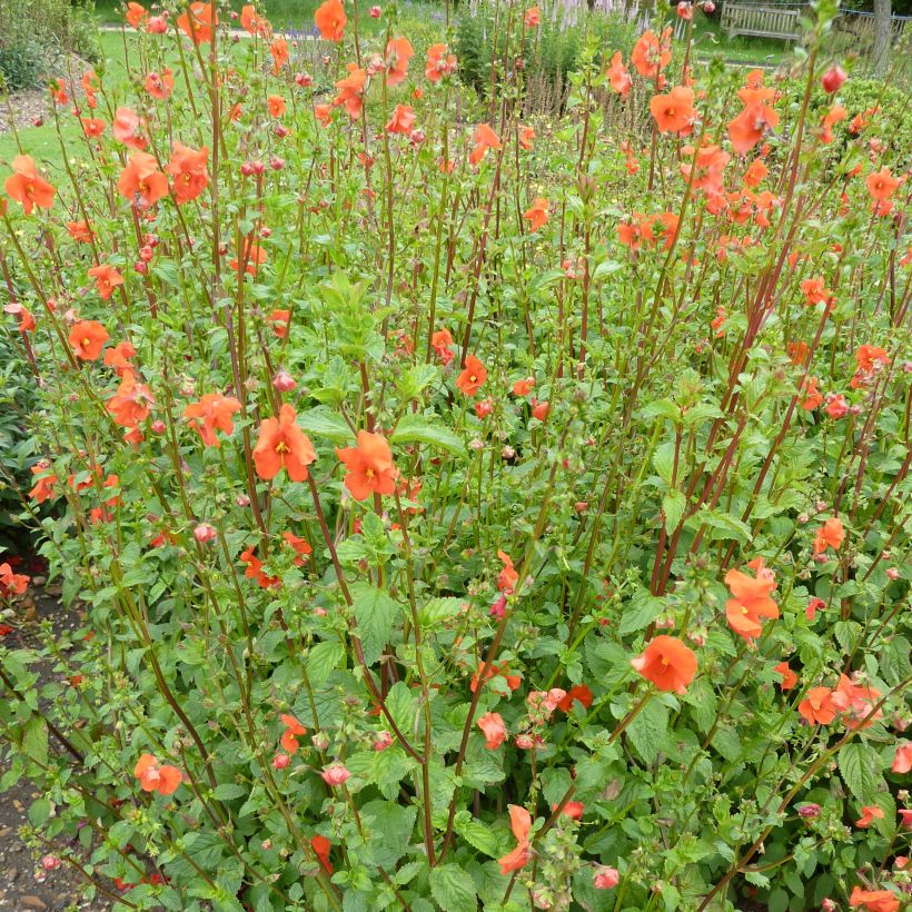 Alonsoa meridionalis orange (Plant habit)