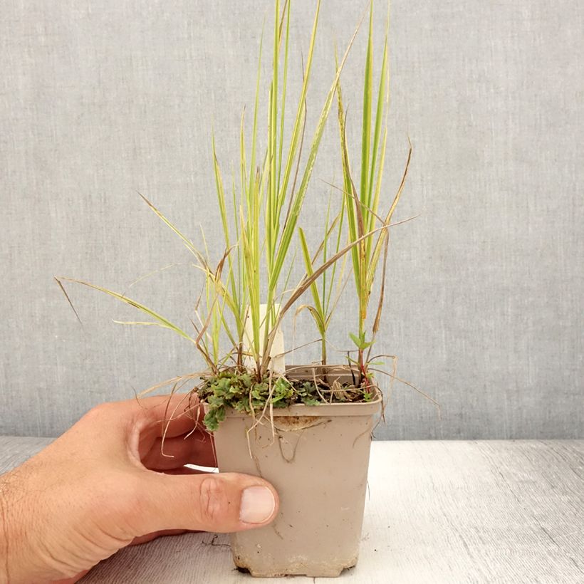 Example of Alopecurus pratensis Aureovariegatus Godet de 8/9 cm as you get in ete