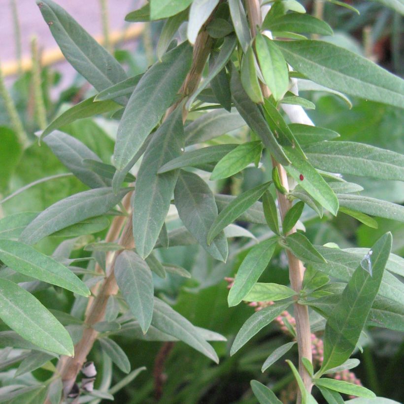 Verveine d'Argentine - Aloysia polystachya (Foliage)