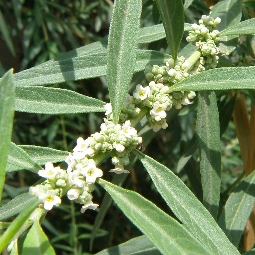 Verveine d'Argentine - Aloysia polystachya (Flowering)