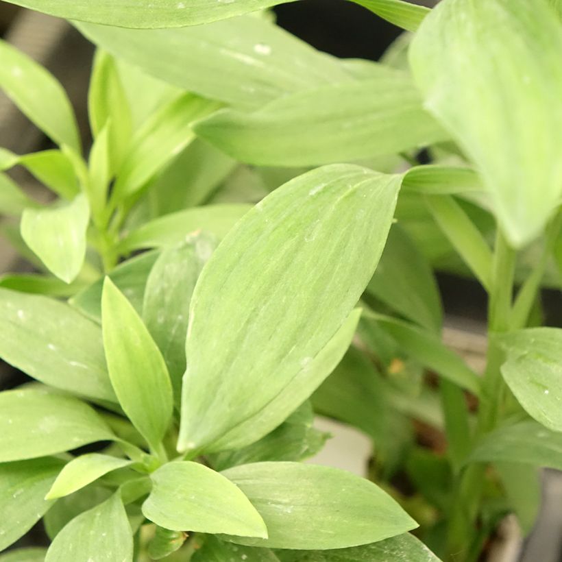 Alstroémère Duc d'Anjou François - Lys des Incas (Foliage)
