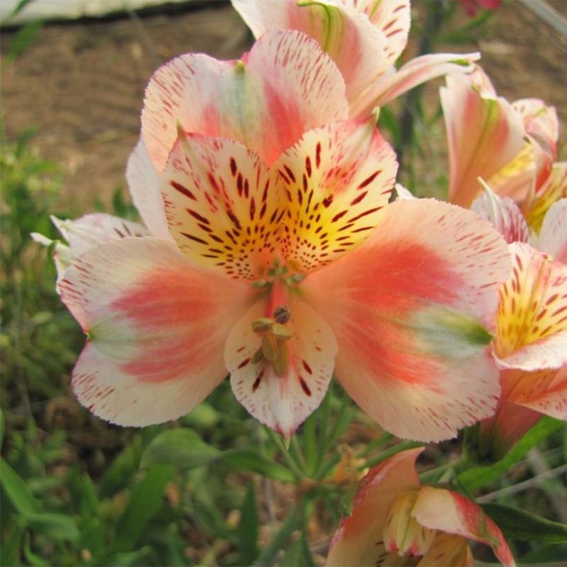 Alstroémère Duc d'Anjou Jean - Lys des Incas (Flowering)