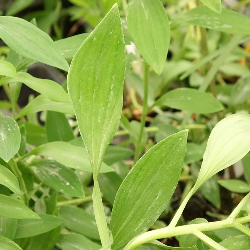 Alstroémère Duc d'Anjou Jean - Lys des Incas (Foliage)
