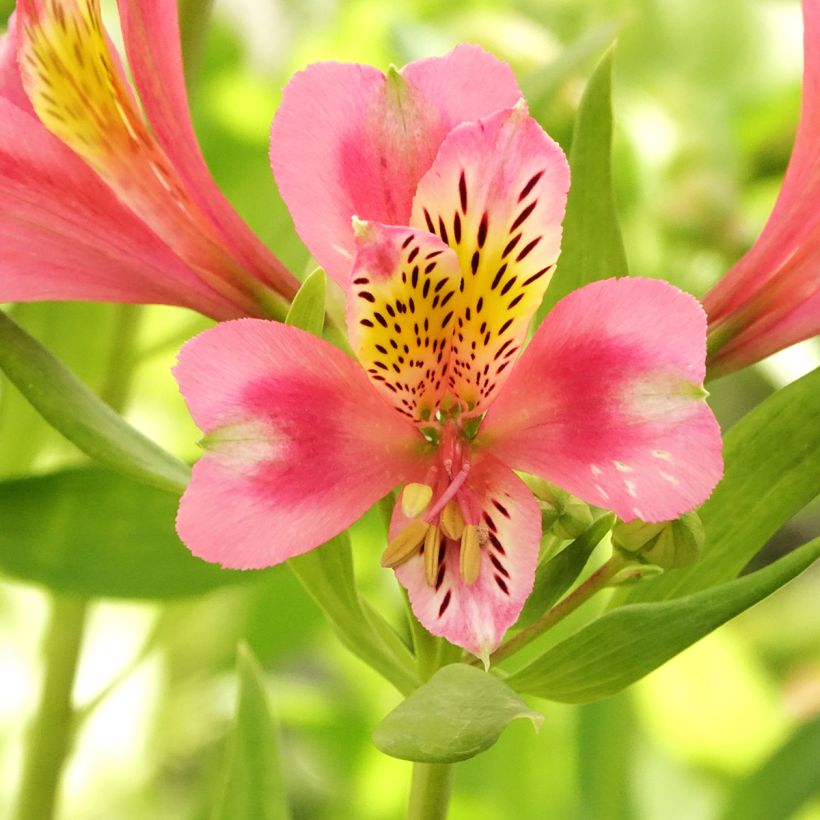 Alstroémère Duc d'Anjou Pierre - Lys des Incas (Flowering)