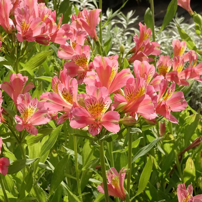 Alstroémère Duc d'Anjou Pierre - Lys des Incas (Plant habit)