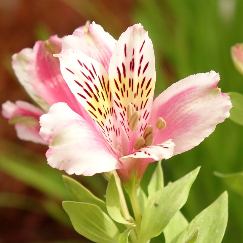 Alstroémère Duc d'Anjou William - Lys des Incas (Flowering)