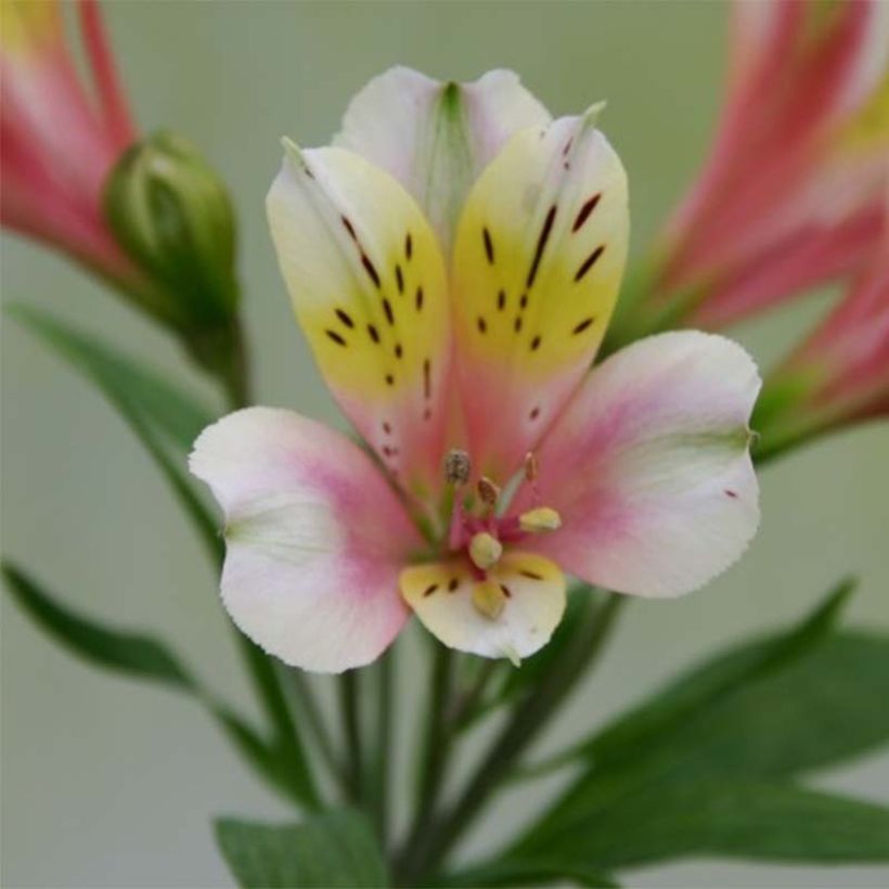 Alstroémère Duchesses Anne - Lys des Incas (Flowering)