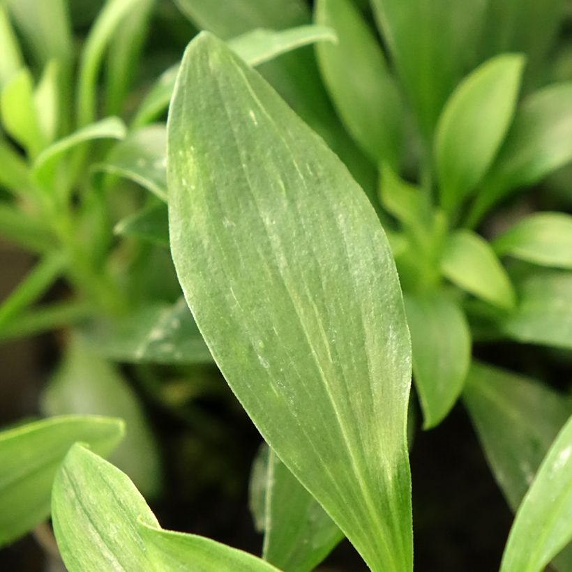 Alstroémère Duchesses Anne - Lys des Incas (Foliage)