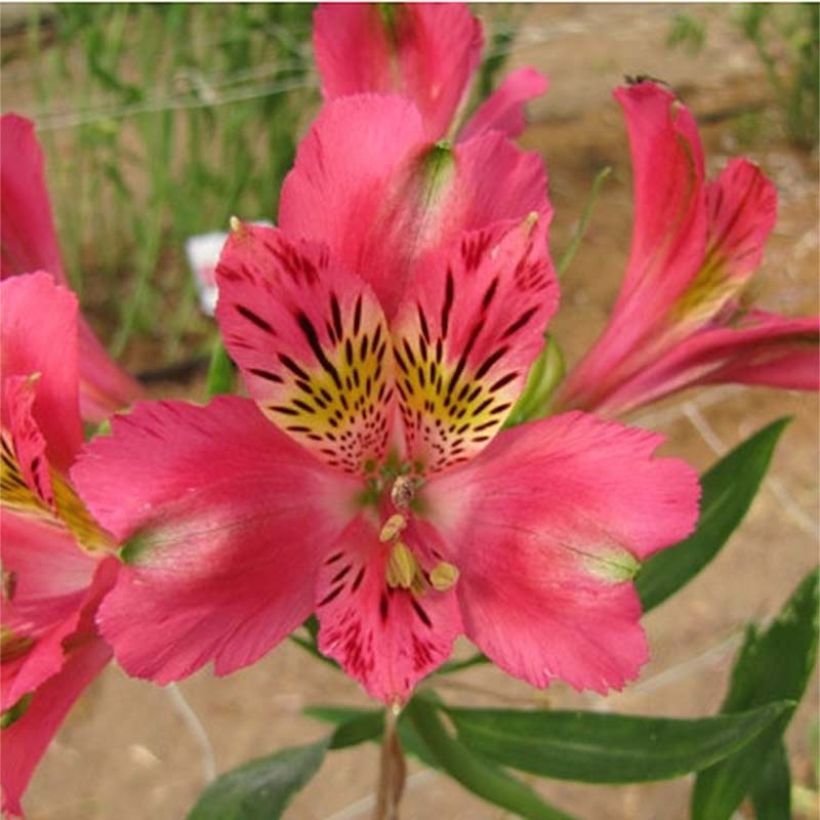 Alstroémère Duchesses Isabelle - Lys des Incas (Flowering)