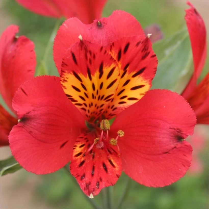 Alstroémère haute Majestic Liré - Lys des Incas (Flowering)