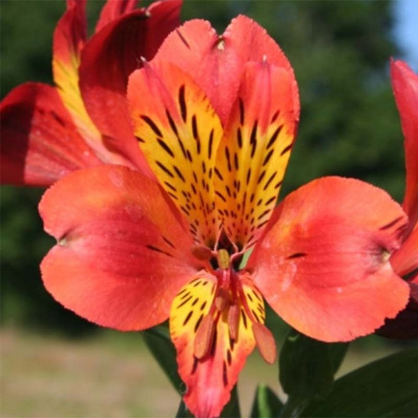 Alstroémère haute Majestics Brissac - Lys des Incas (Flowering)
