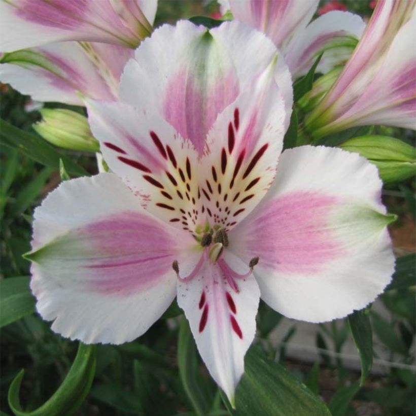 Alstroémère haute Majestics Fougeré - Lys des Incas (Flowering)