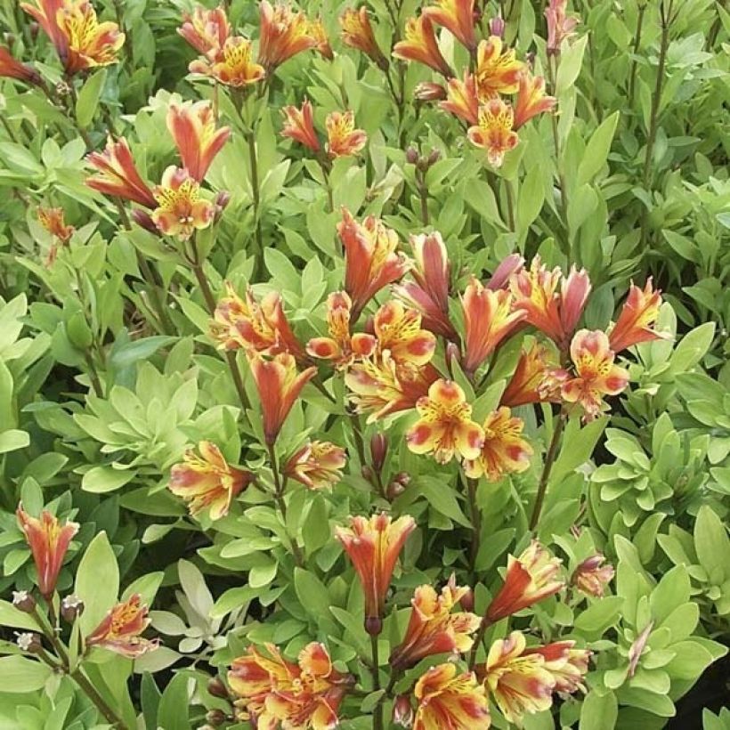 Alstroemère - Alstroemeria Inca Exotica (Plant habit)