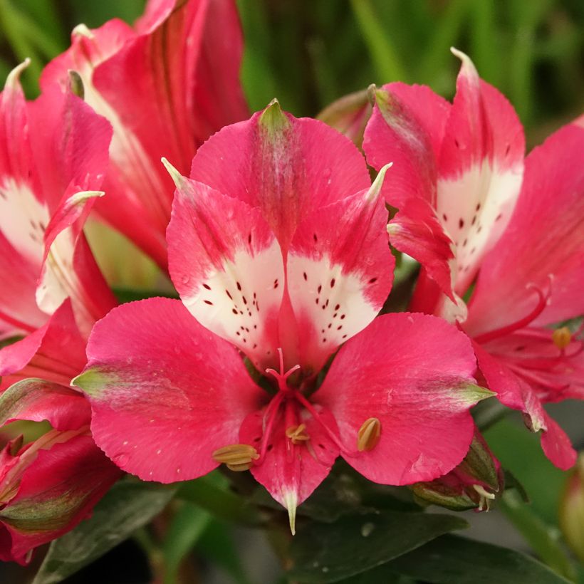 Alstroemère naine Pitchounes Lily Rose - Lys des Incas (Flowering)