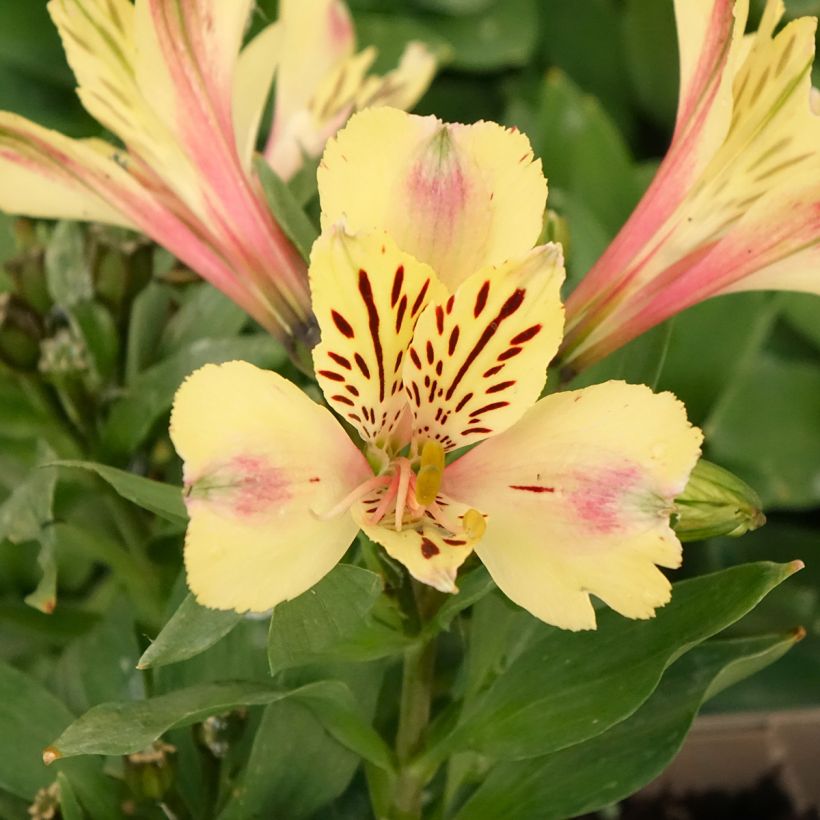 Alstroemère naine Pitchounes Noah - Lys des Incas (Flowering)
