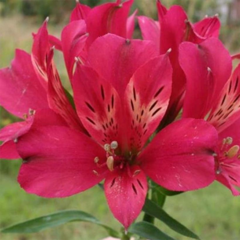Alstroemère naine Pitchounes Timoté - Lys des Incas (Flowering)