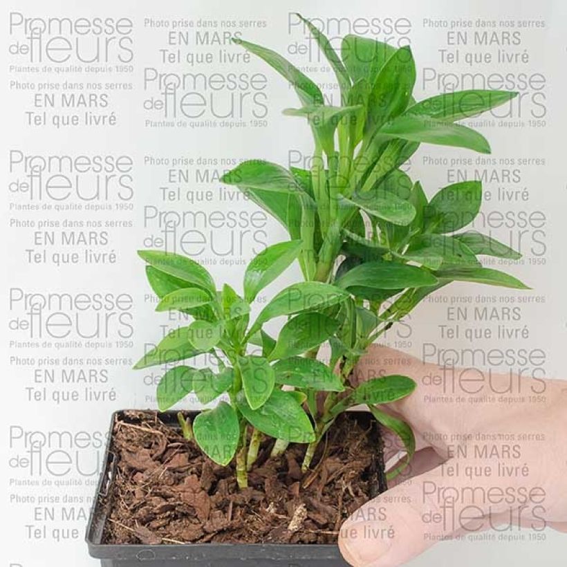 Example of Alstroemère - Alstroemeria Inca Exotica Pot de 10 cm/11cm as you get
