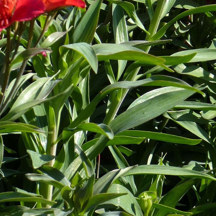 Alstroemeria Garden Summer Pepper - Lis des Incas (Foliage)
