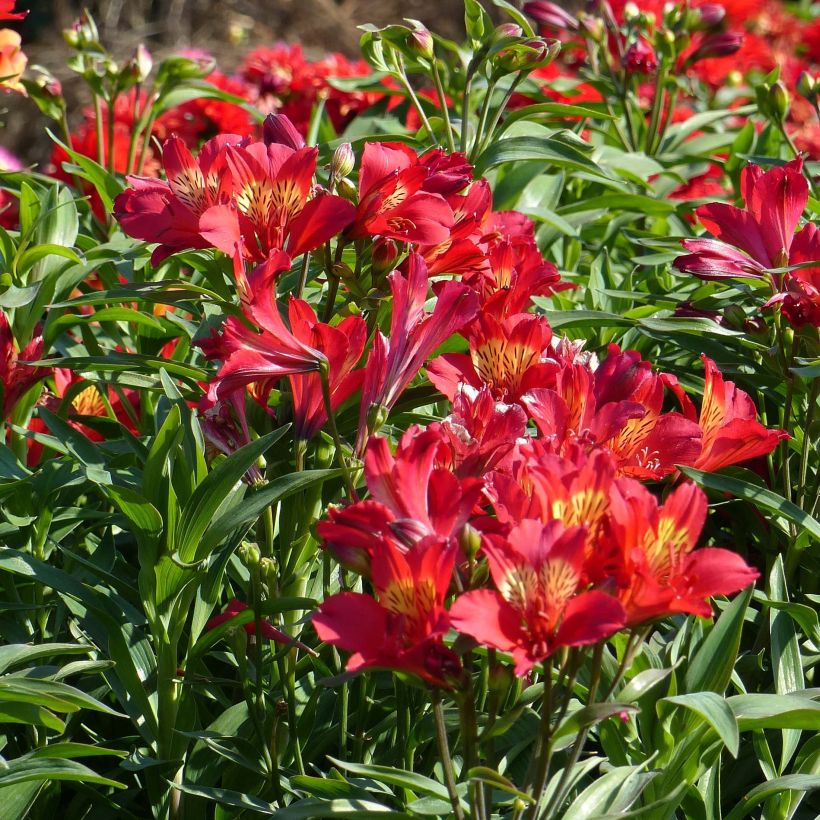 Alstroemeria Garden Summer Pepper - Lis des Incas (Flowering)