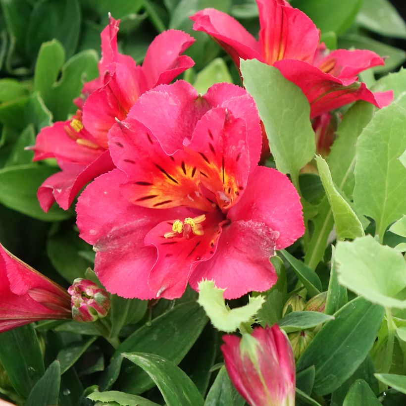 Alstroemeria Incalys Cherry - Lis des Incas (Flowering)