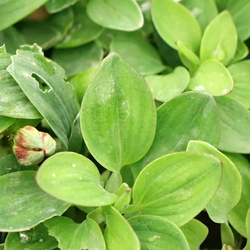 Alstroemeria Incalys Purple - Lis des Incas (Foliage)