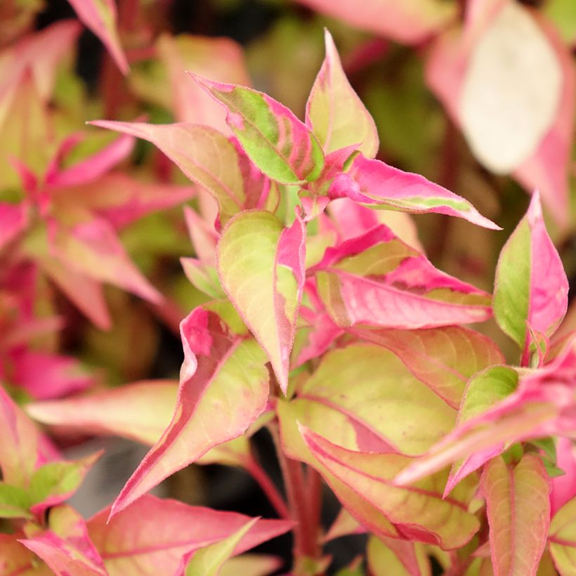 Althernanthera Party Time (Foliage)