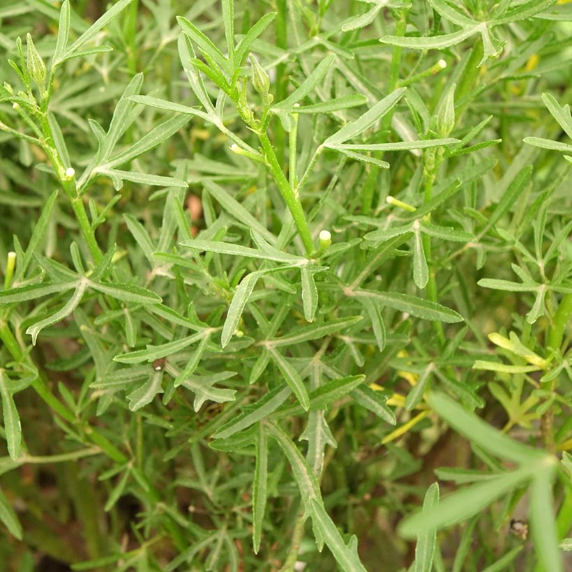 Alyogyne cuneiformis - Hibiscus d'Australie (Foliage)