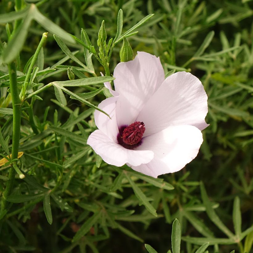 Alyogyne cuneiformis - Hibiscus d'Australie (Flowering)