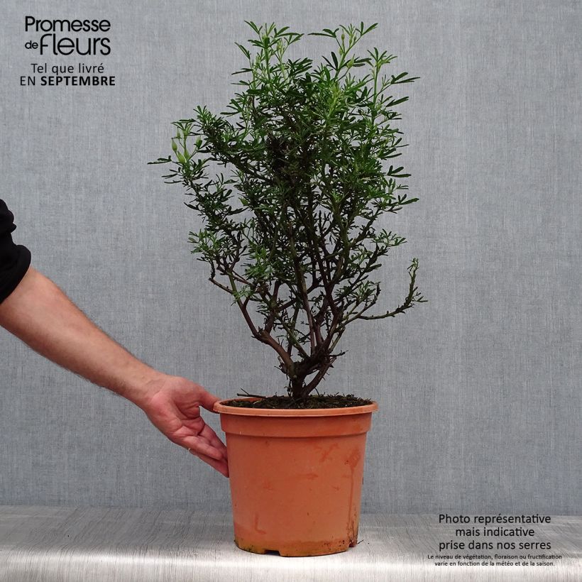 Example of Alyogyne Delightfully - Hibiscus bleu d'Australie Pot de 4L/5L as you get in automne